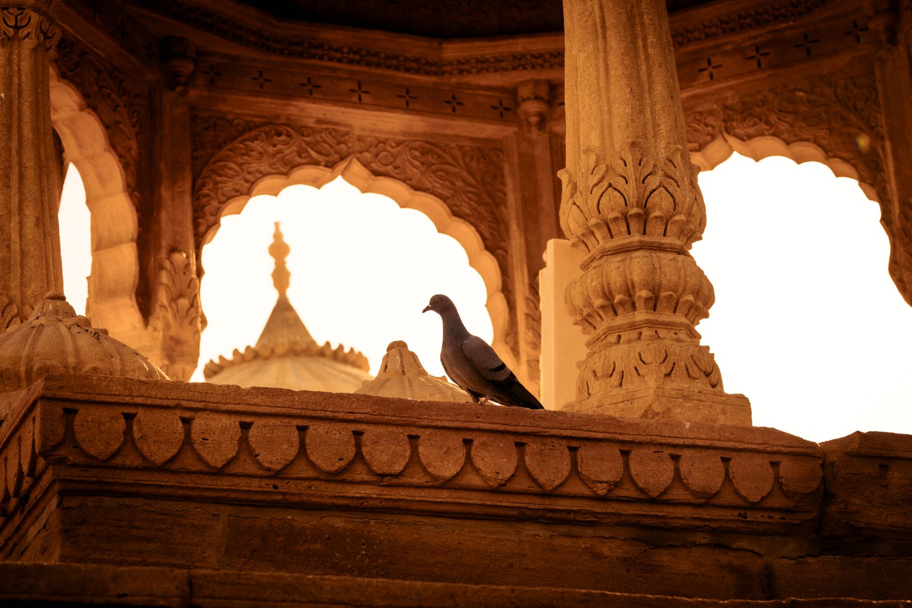 Pigeon Silhouette Inside A Bada Bagh Cenotaph